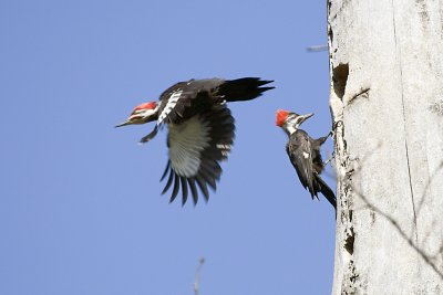 PILEATED WOODPECKERS