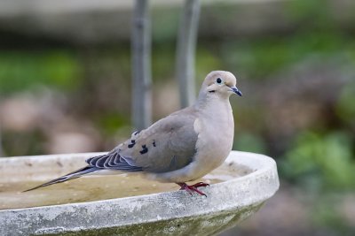 MOURNING DOVE