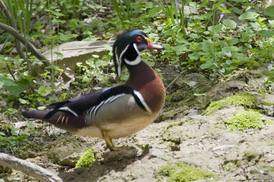 WOOD DUCK