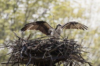 OSPREY - HOUSEKEEPING AT THE NEST