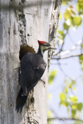 PILEATED WOODPECKER