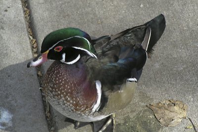 WOOD DUCK