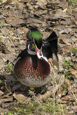 WOOD DUCK