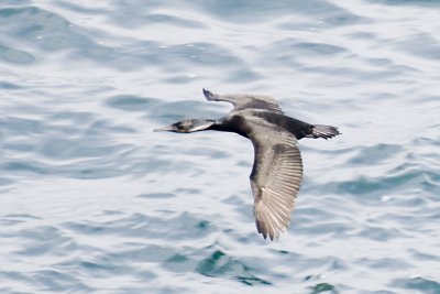 BRANDT'S CORMORANT