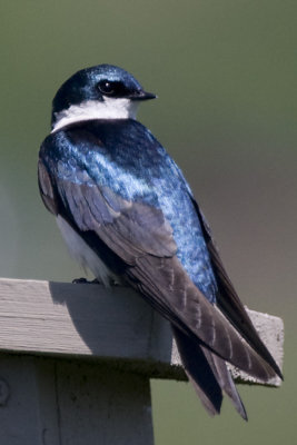 TREE SWALLOW