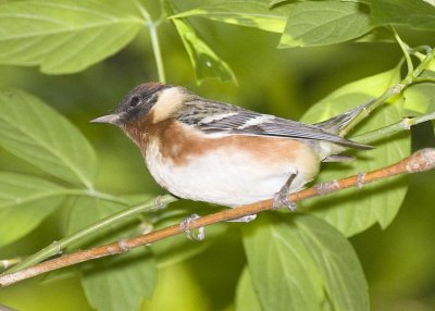 BAY-BREASTED WARBLER