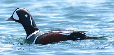 IMG_1554.jpg