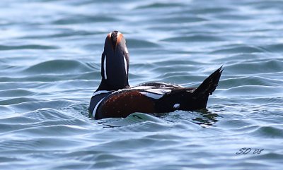 IMG_1557.jpg