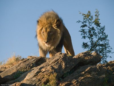 Kalahari Lion