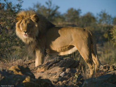 Kalahari Lion