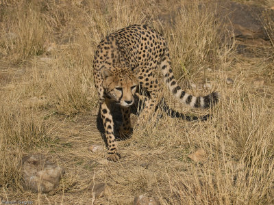 Cheetah