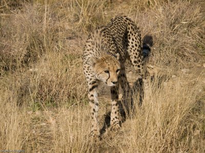 Cheetah