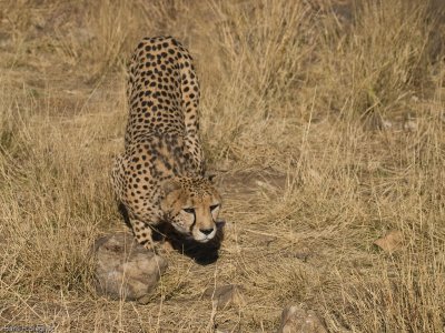 Cheetah