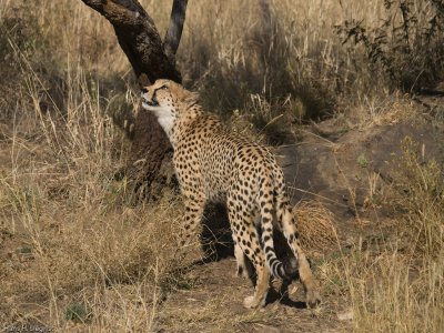 Cheetah