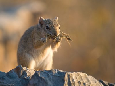 Cape Ground Squirrel