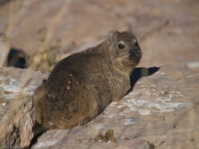 Cape Hyrax