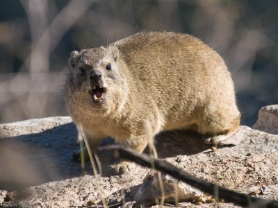 Cape Hyrax