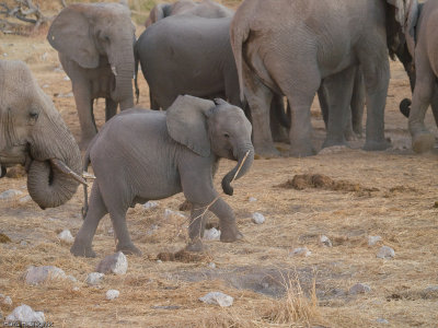 African Elephants