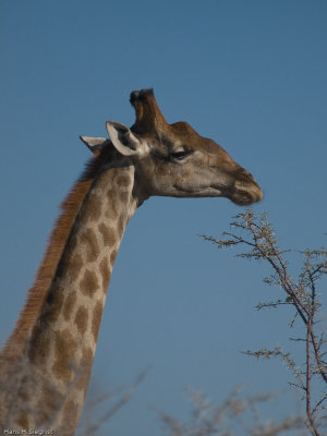 Giraffe