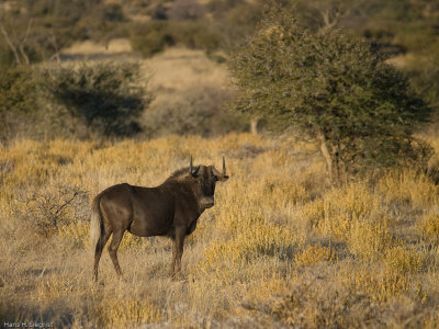 Black Wildebeest