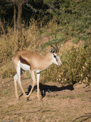 Springbok