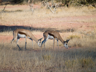 Springbok