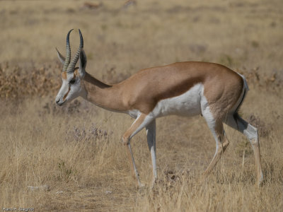 Springbok