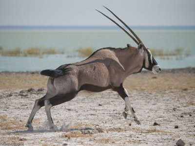 Oryx Antelope