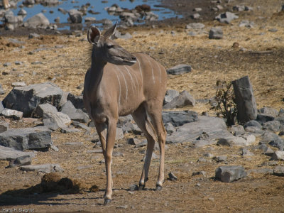 Greater Kudu