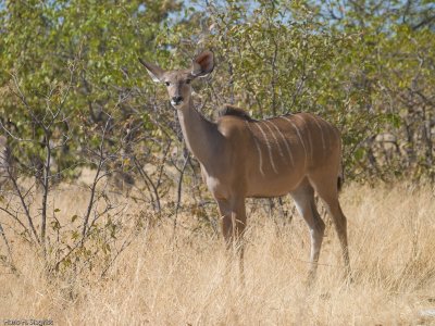 Greater Kudu