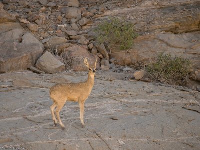 Klipspringer