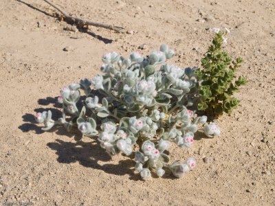Namibian Edelweiss