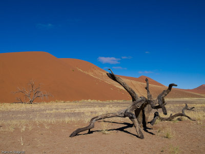 Dead Acacia Tree