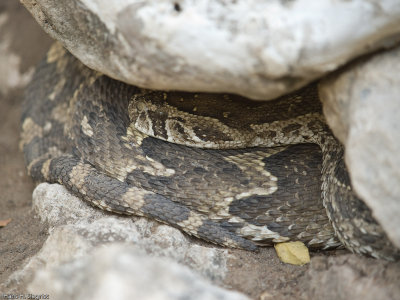 Puff Adder