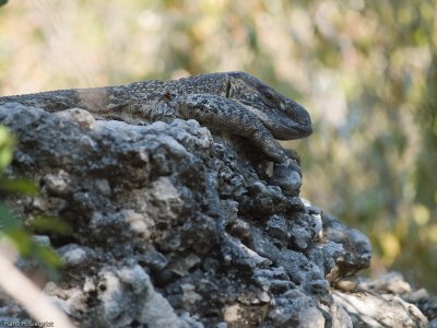 Rock Monitor Lizard