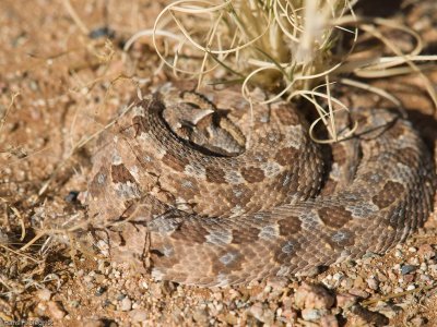 Namibian Reptiles