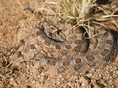 Horned Viper