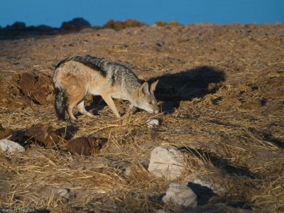 Black-backed Jackal