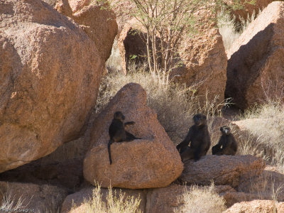 Chacma Baboon