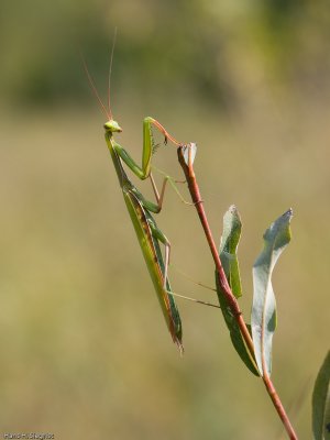 Praying Mantis