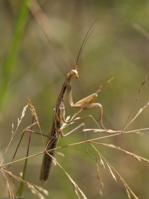 Praying Mantis