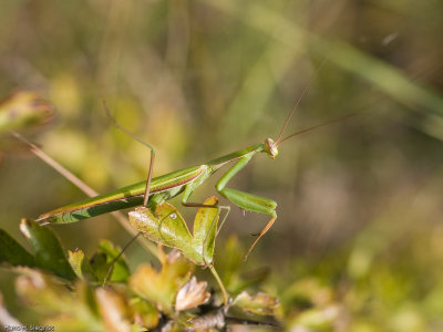 Praying Mantis