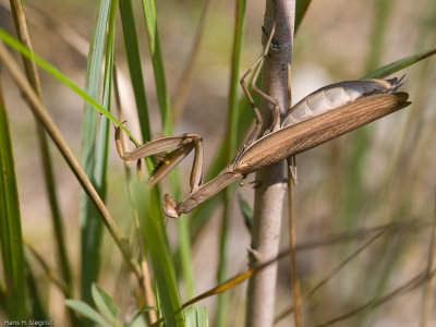 Praying Mantis