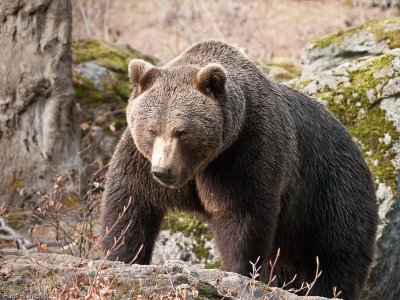 Captive Bears