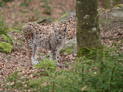 Eurasian Lynx