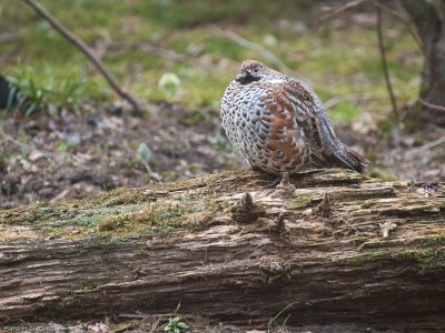 Hazel Grouse