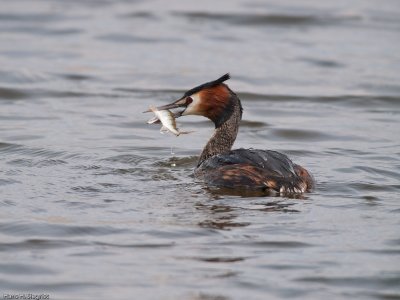 Crested Grebe fishing