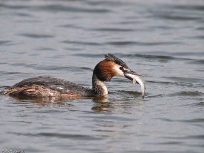 Crested Grebe fishing