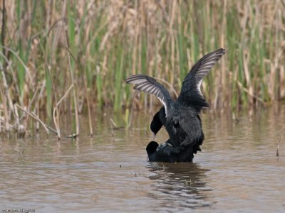 Common Coot mating