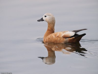 Ruddy Shelduck